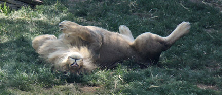 very relaxed lion