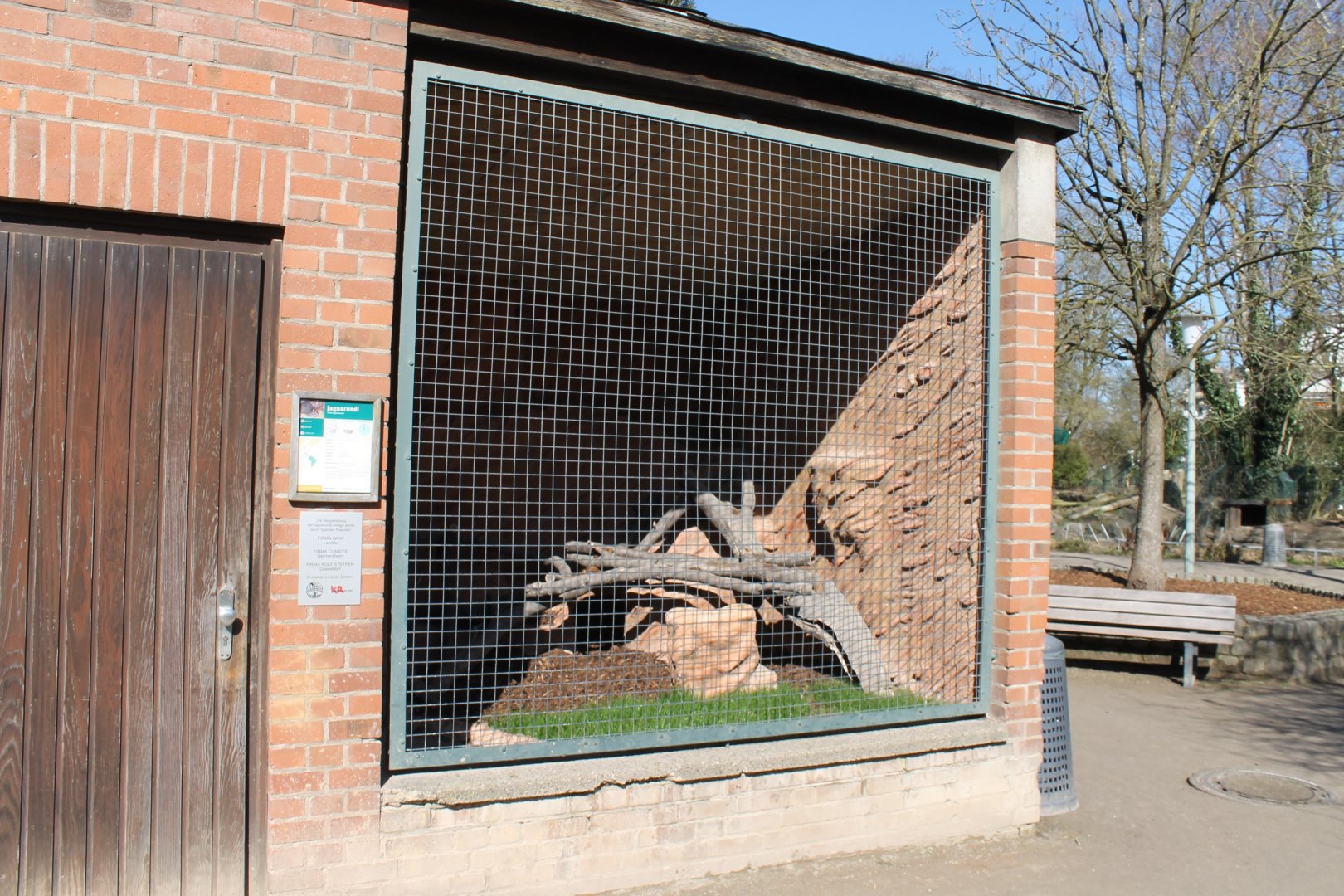 Very small Jaguarundi-outdoor-encloure