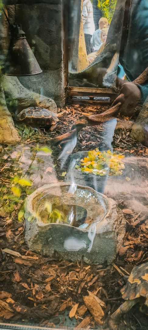 Very small Tortoise enclosure