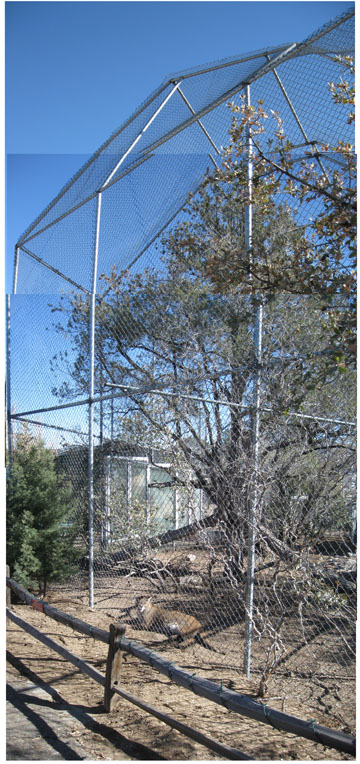 very tall puma enclosure