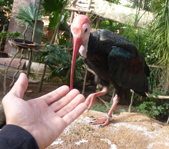 Very tame Bald ibis (Geronticus calvus)