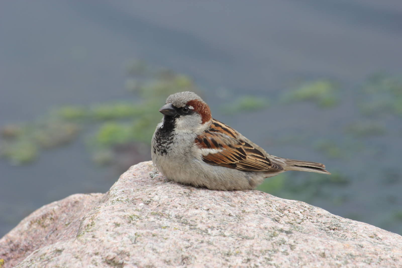 Very tame House sparrow