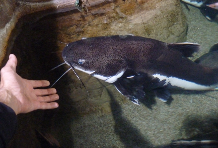 Very tame red-tailed catfish