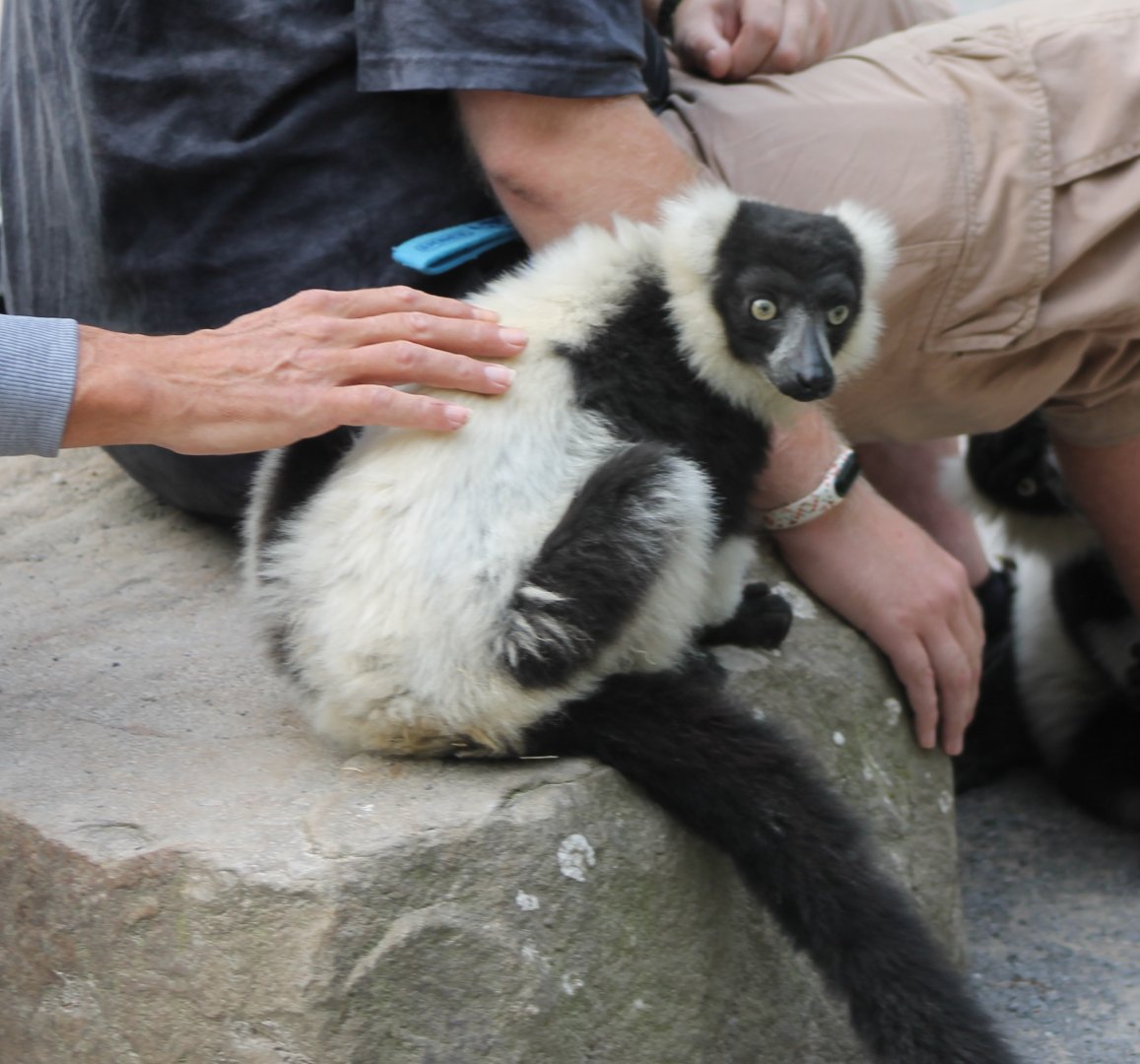 Very tame Ruffed lemur