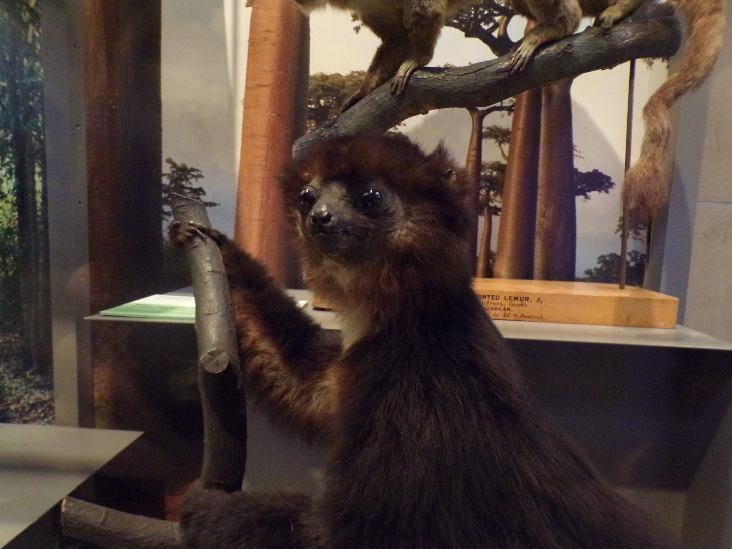 Very weird sifaka (taken at Kelvingrove museum) 12.2.24