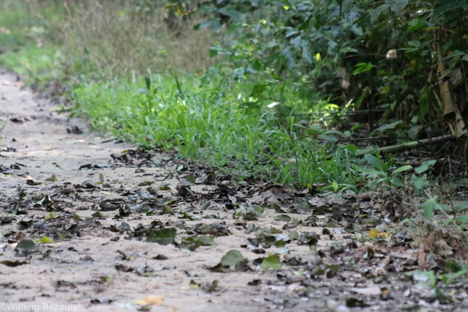 Very Well Camouflaged Forest Wagtail, Can you Spot it? - Bang Pra Non-hunting Area