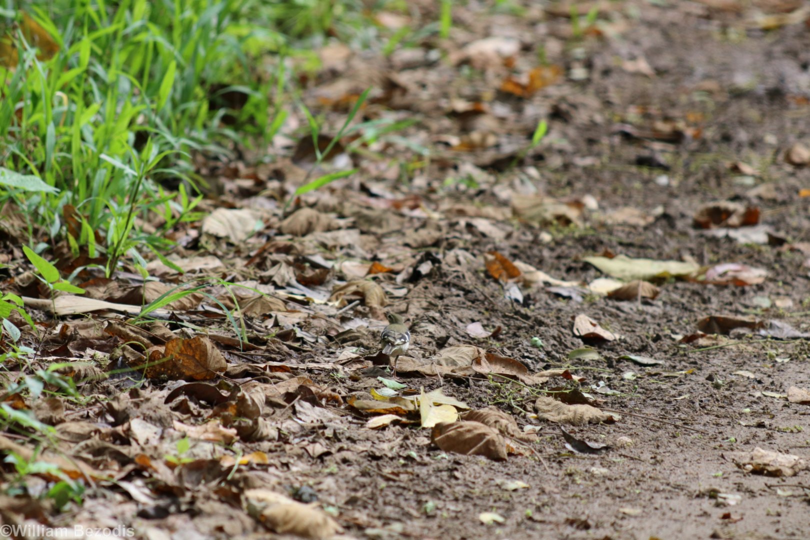Very Well Camouflaged Forest Wagtail - Kaeng Krachan National Park