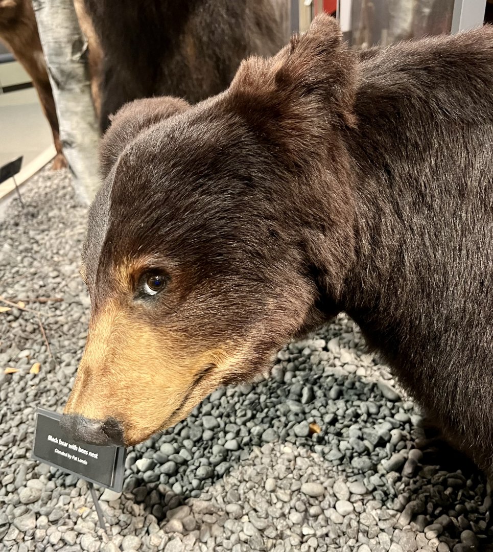 Very well done taxidermy on this American Black Bear
