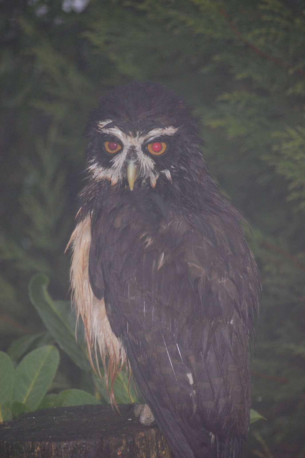 Very Wet Owl