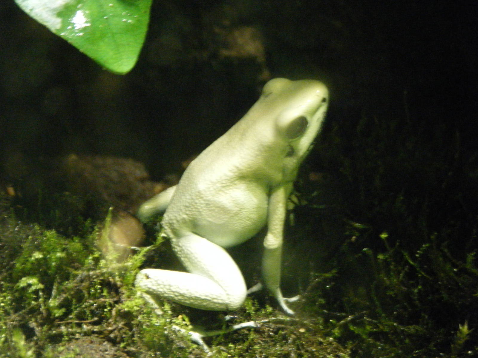 Very White Poison Dart Frog (April 2010)