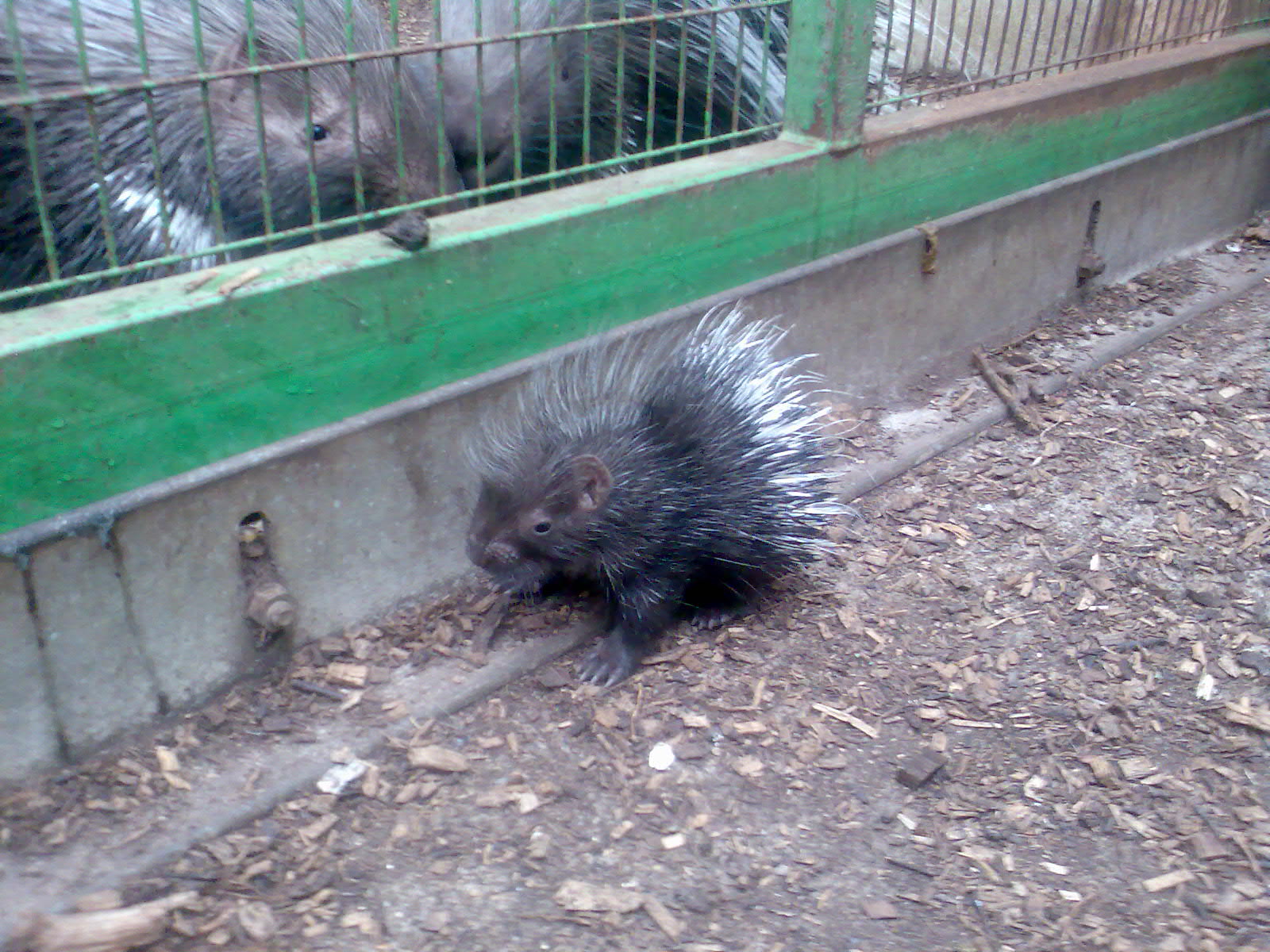 Very young Cape Crested Porcupine
