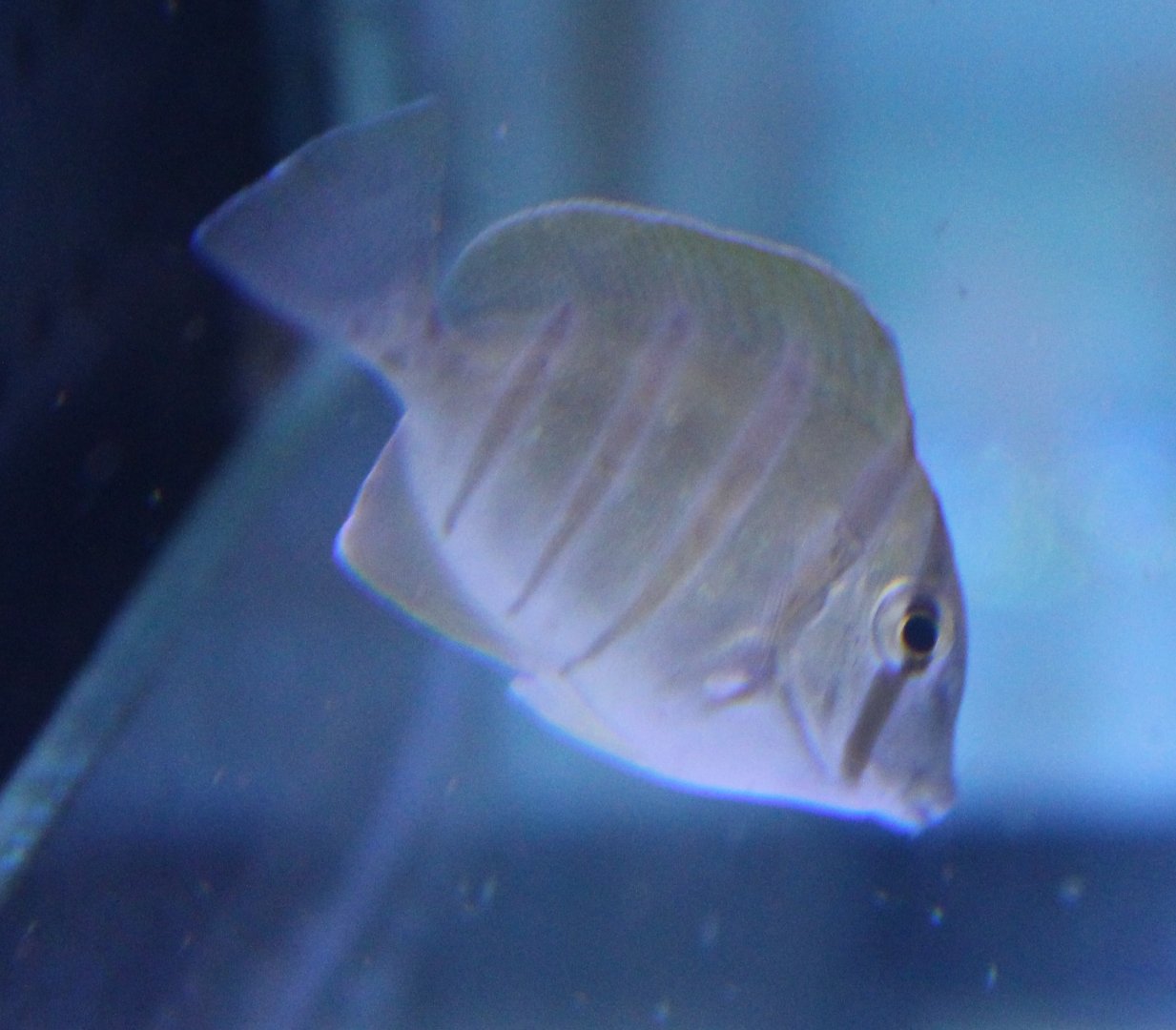Very young Convict surgeonfish - Acanthurus triostegus