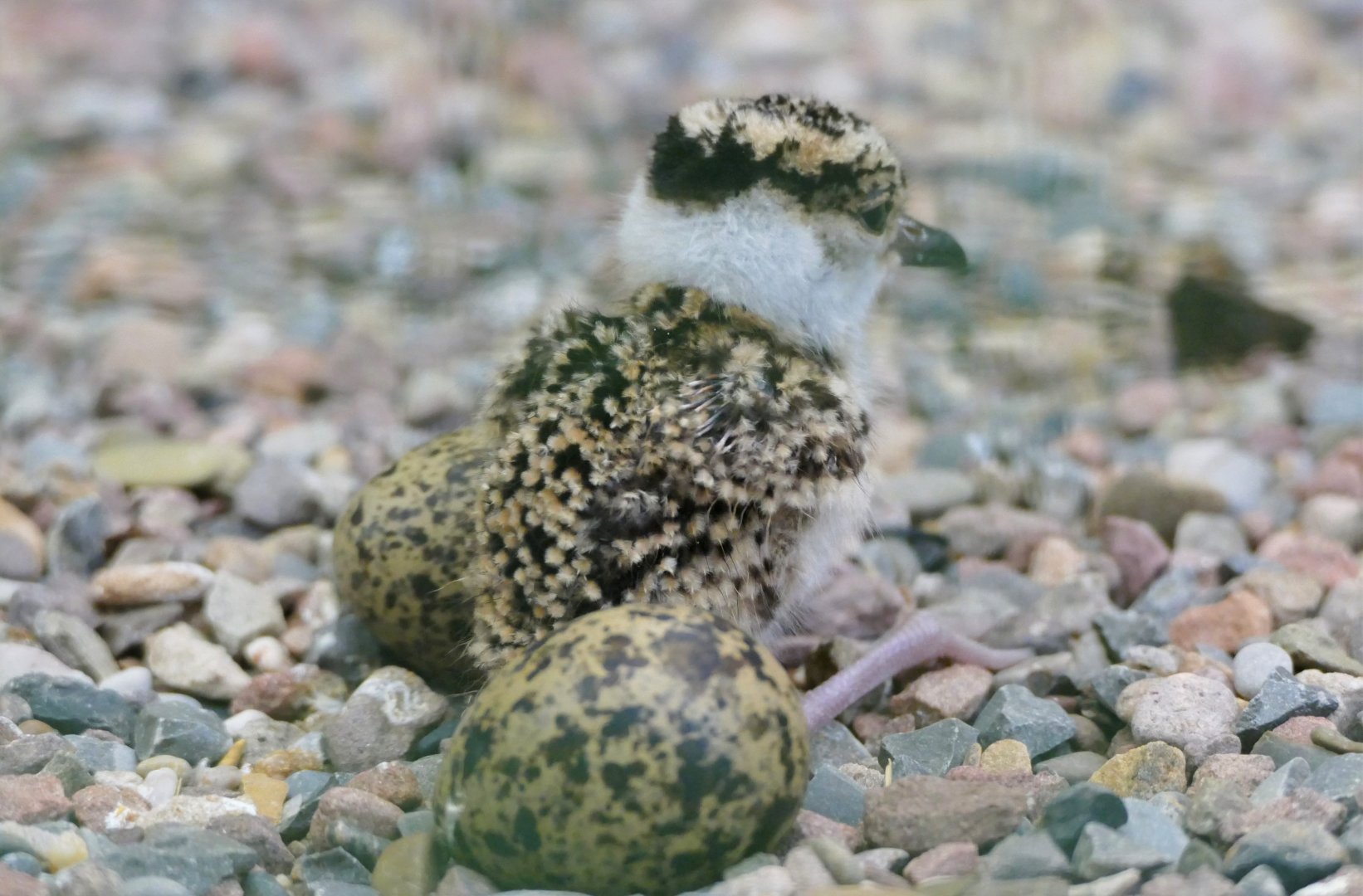 Very young Crowned lapwing