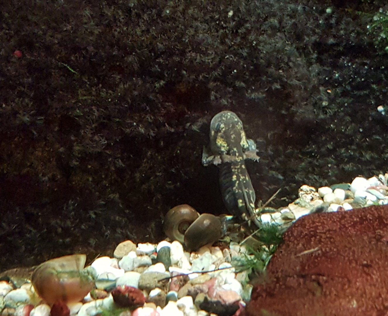 Very young Fire salamander