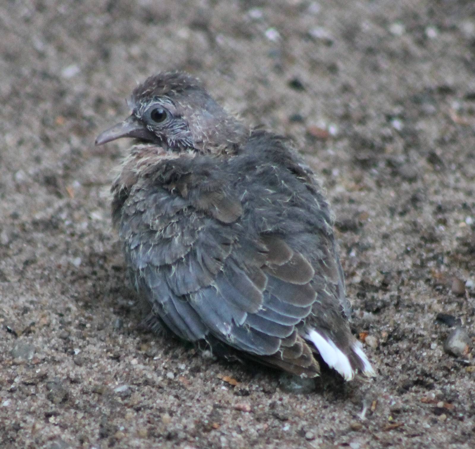 Very young Laughing dove