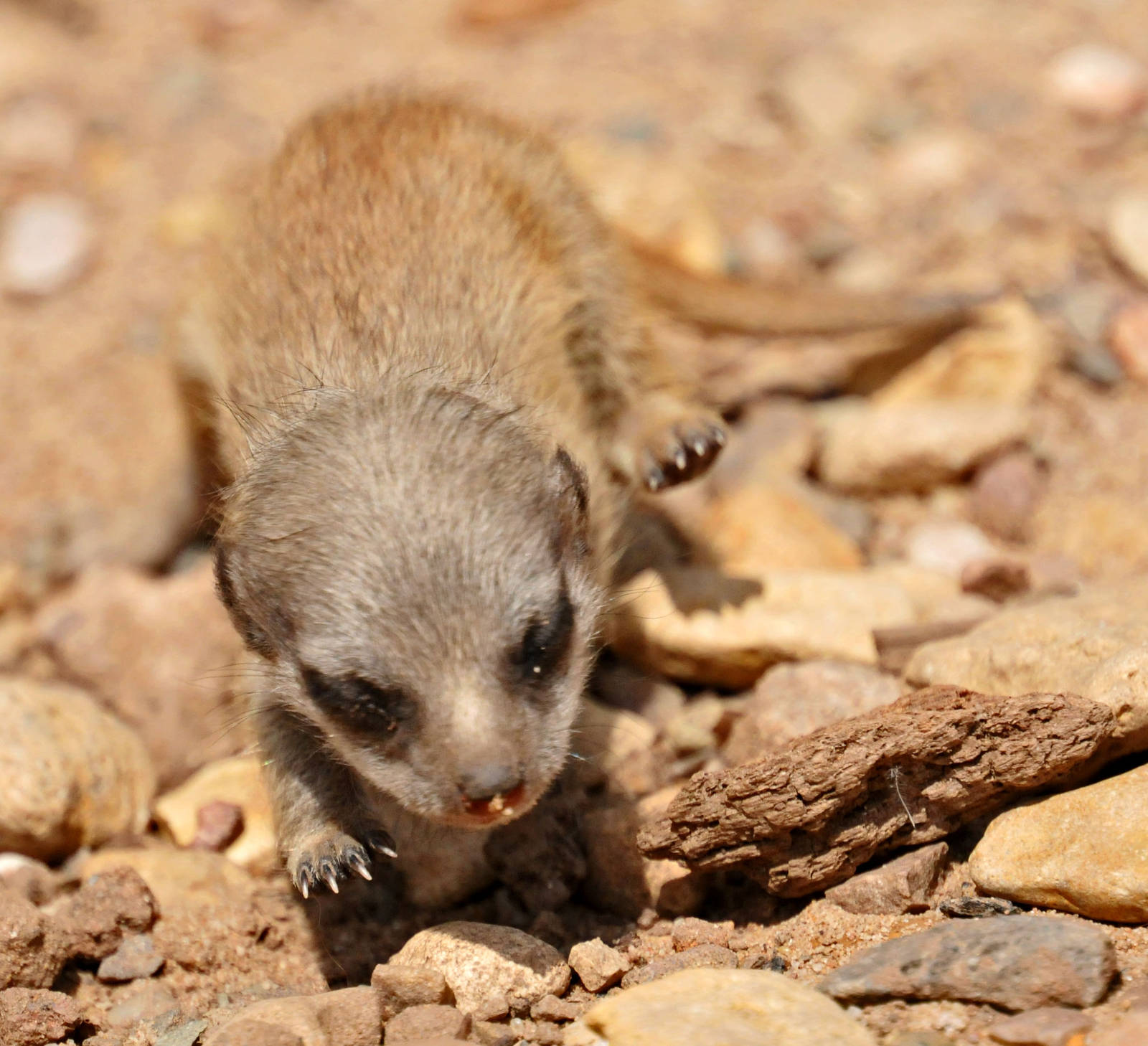 Very Young Meerkat
