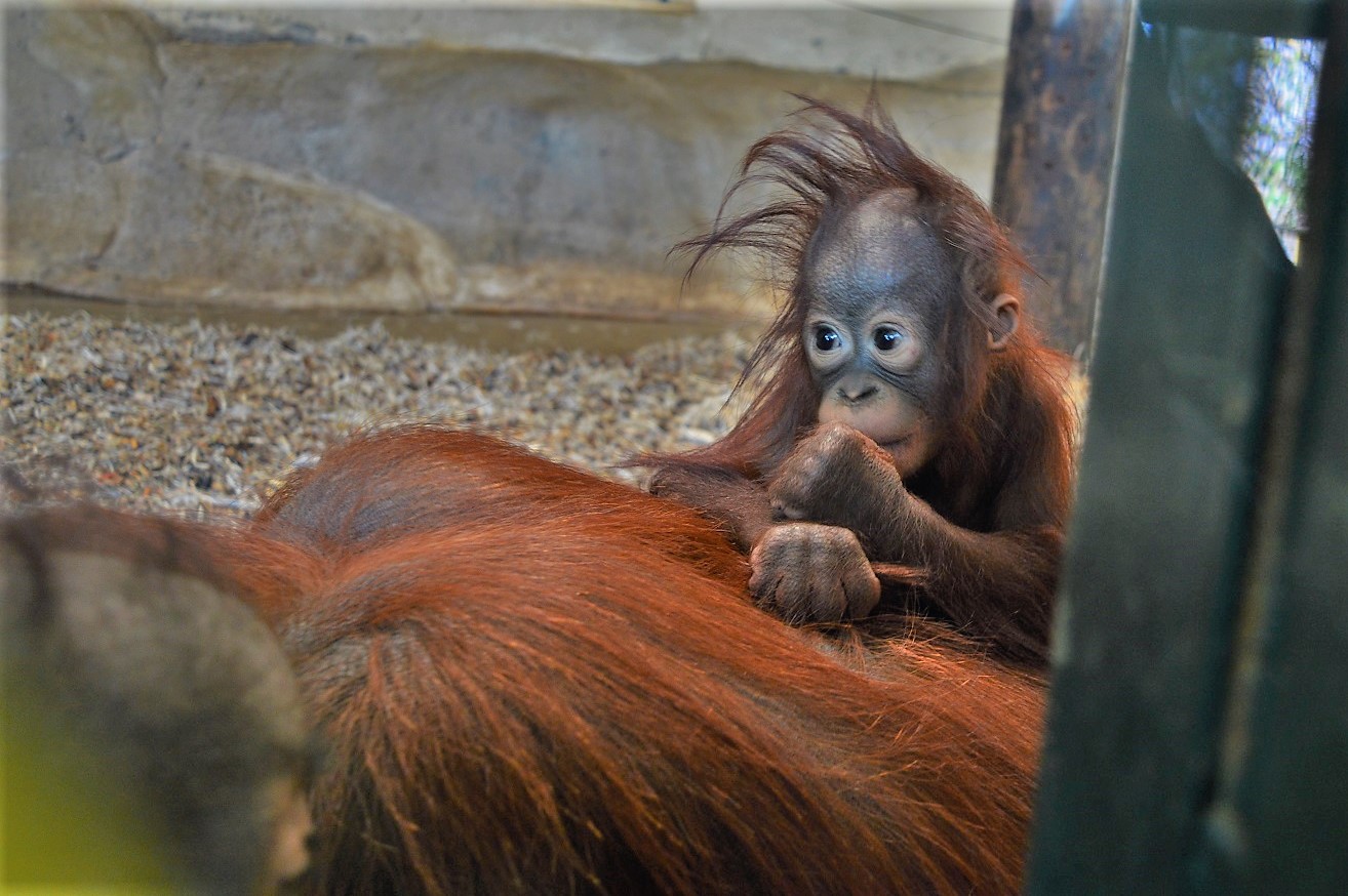 Very young orangutan.