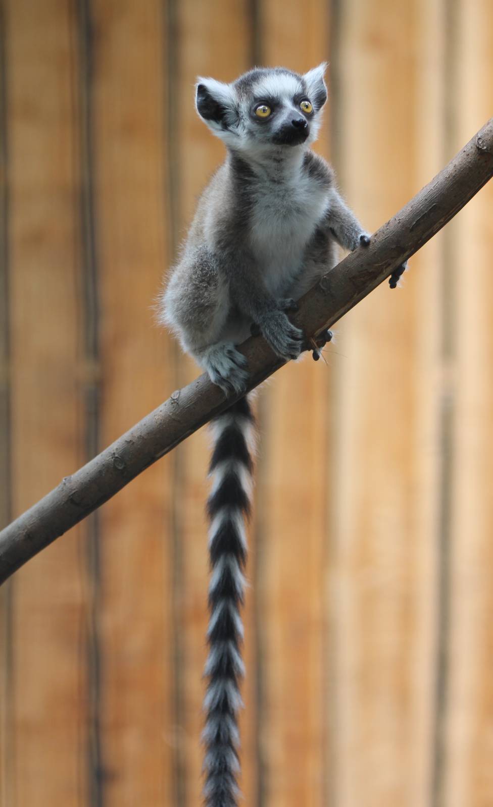 Very young Ring-tailed lemur