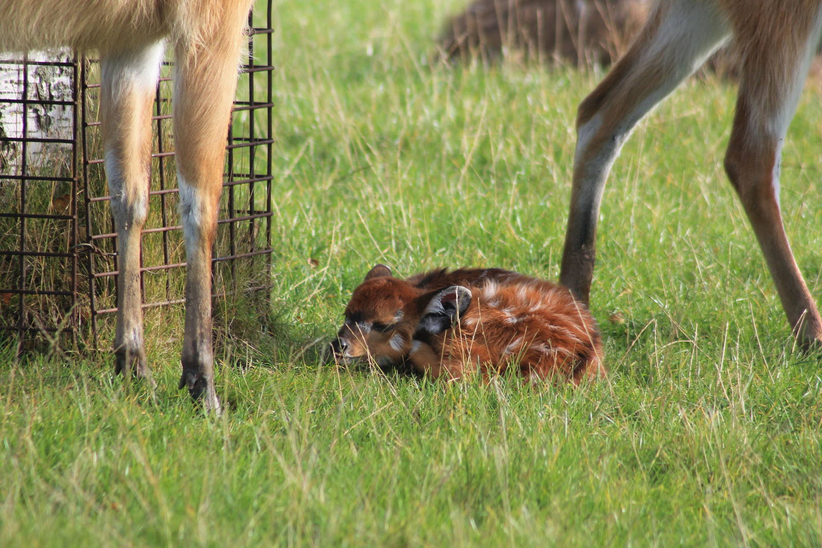 Very young sitatunga