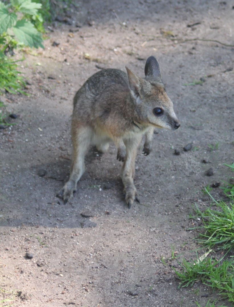 Very young Tammar wallaby