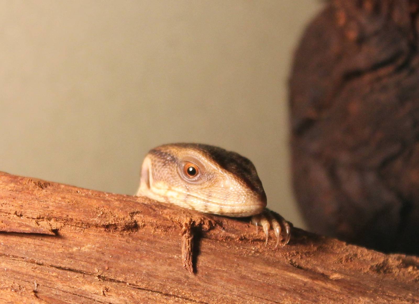 Very young Varanus exanthimaticus