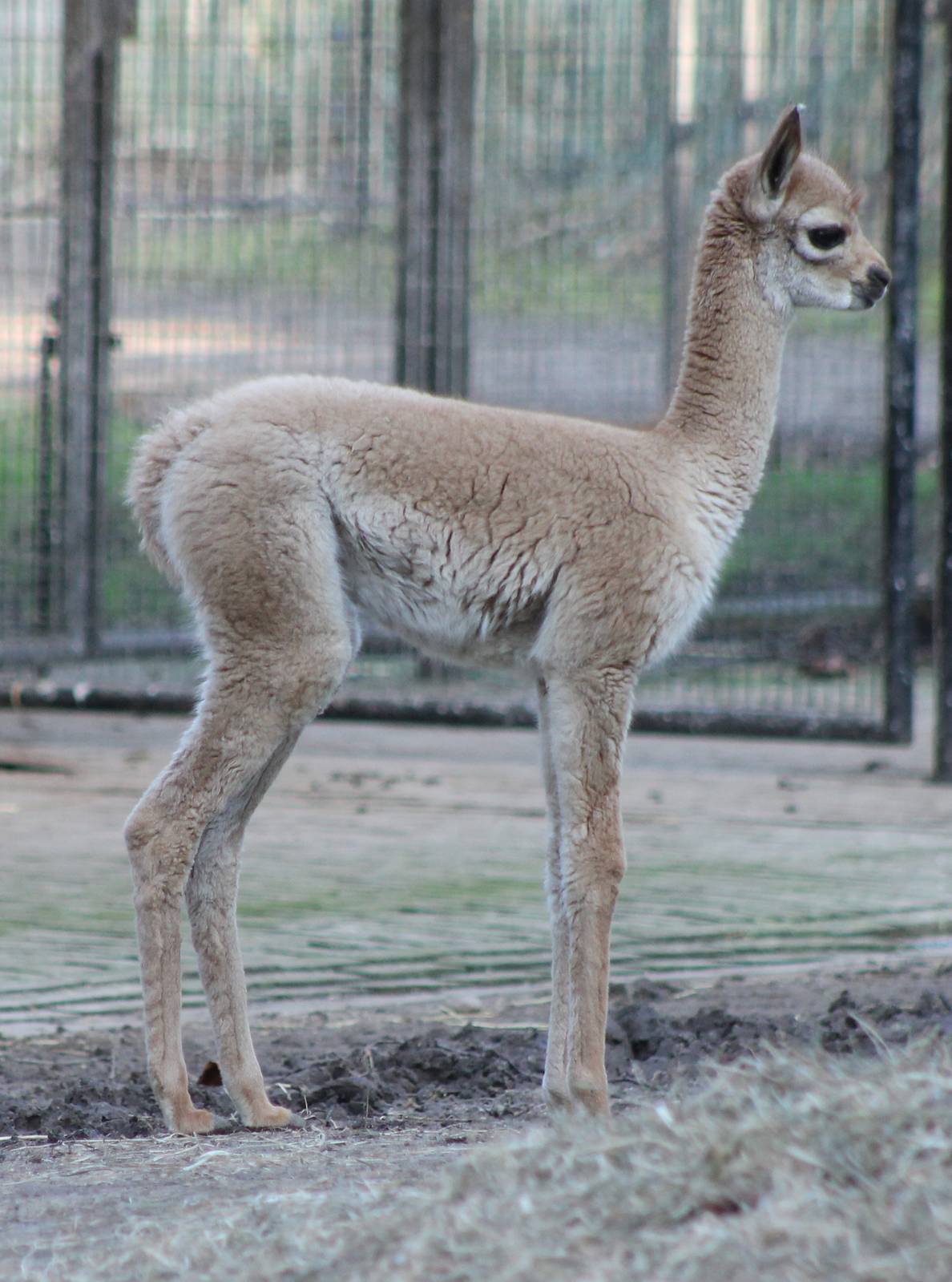 Very young Vicugna