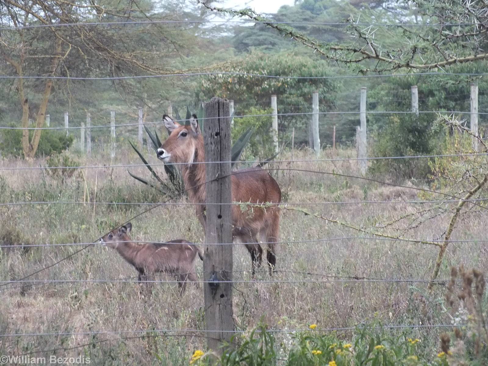 Very Young Waterbuck with Mother - Lake Naivasha