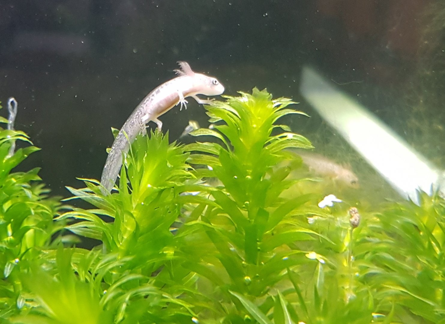 ( Very ) young Yellow-spotted newt