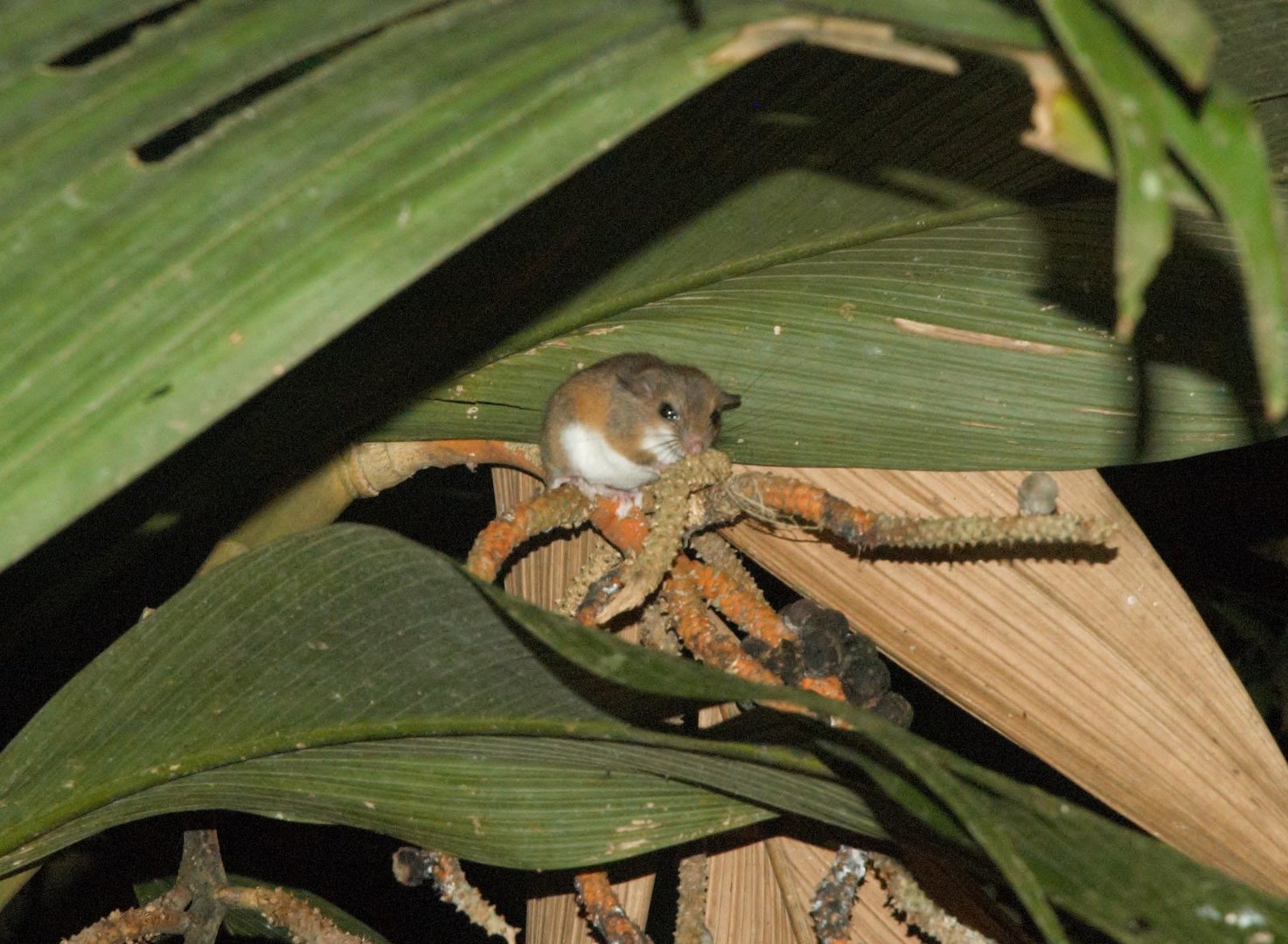 Vesper Rat (Nyctomys sumichrasti)