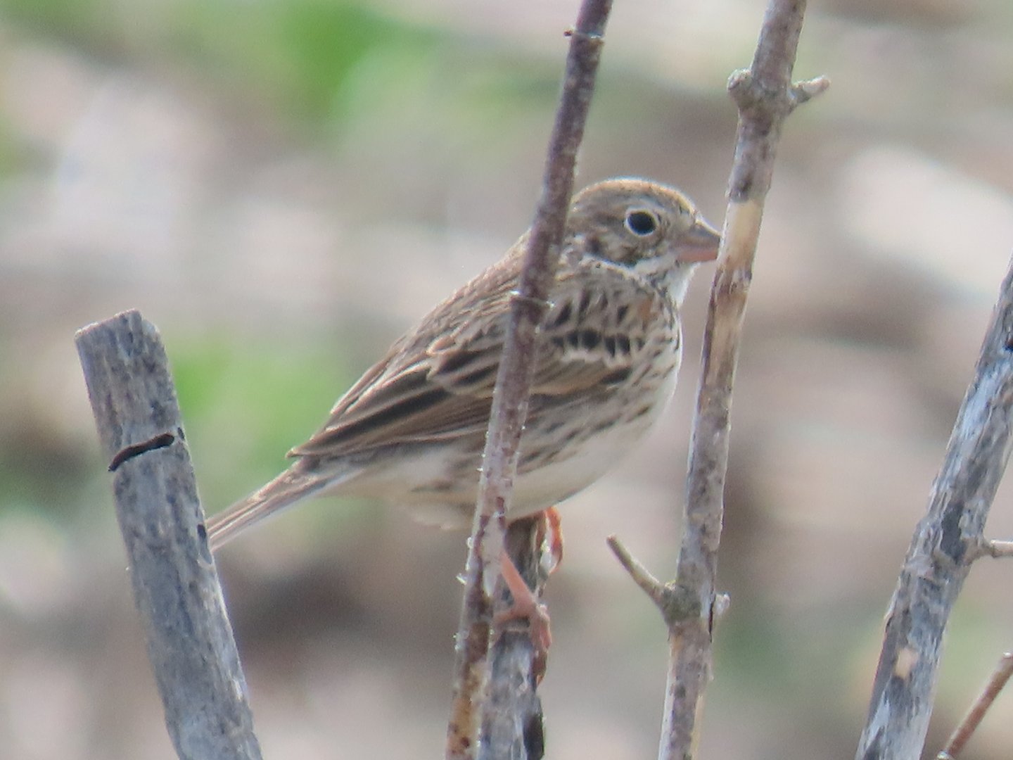 Vesper Sparrow (Pooecetes gramineus)