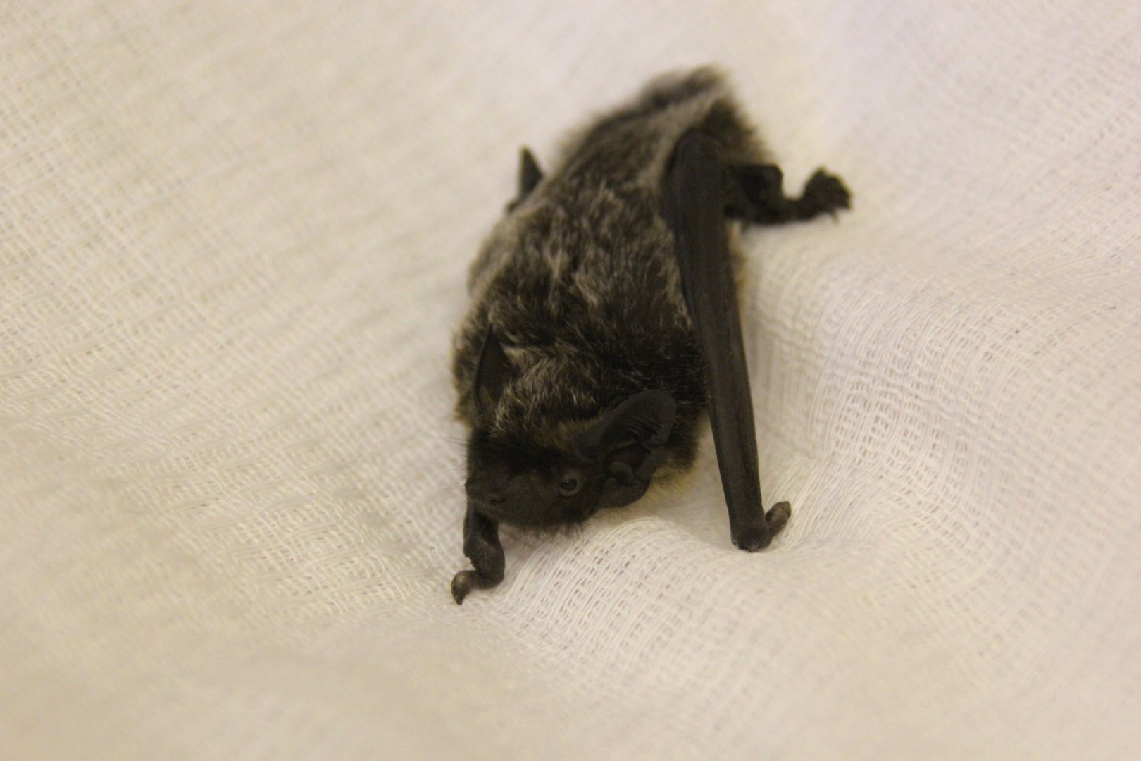 (Vespertilio murinus) Parti-colored bat