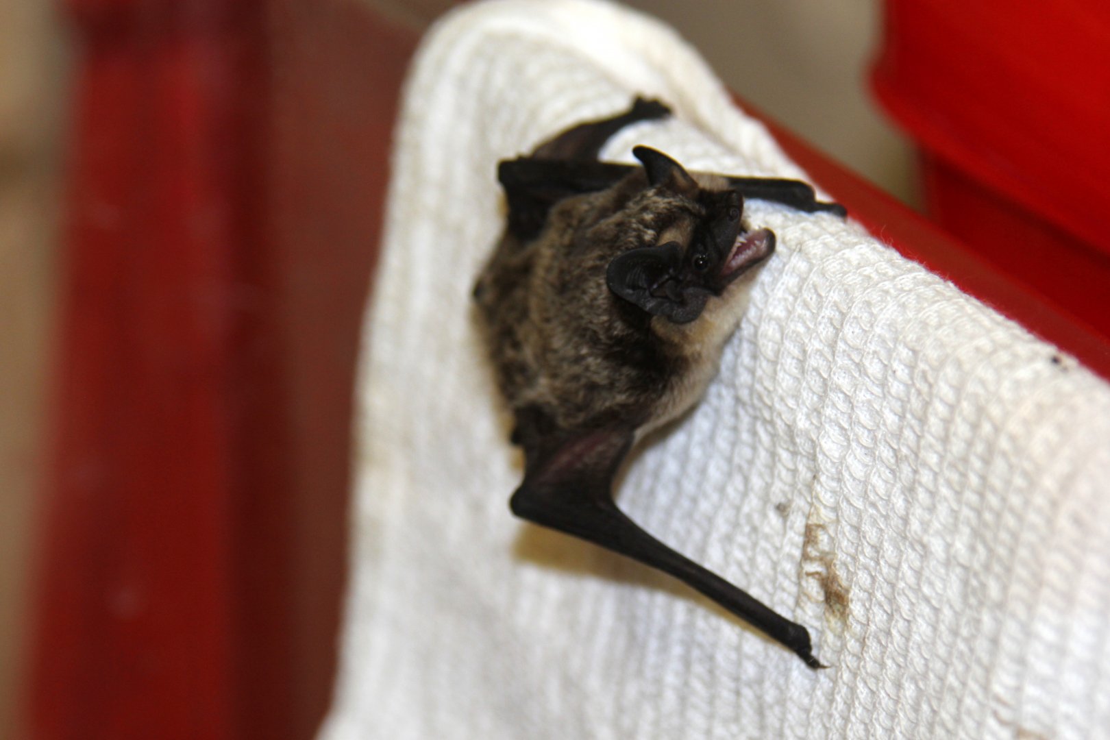 (Vespertilio murinus) Parti-colored bat