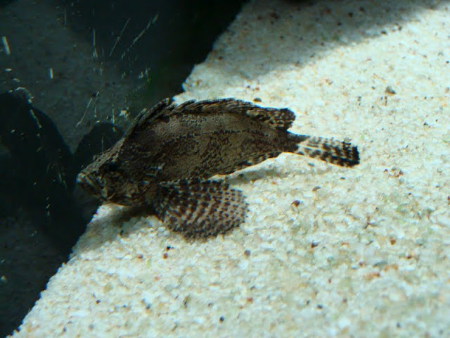 Vespicula depressifrons