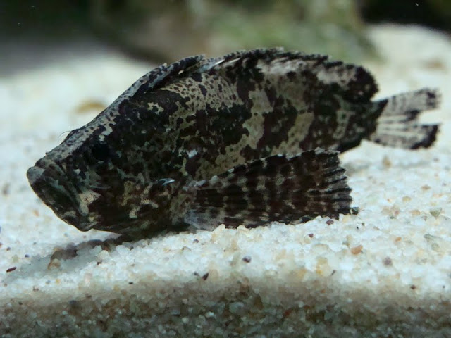 Vespicula depressifrons