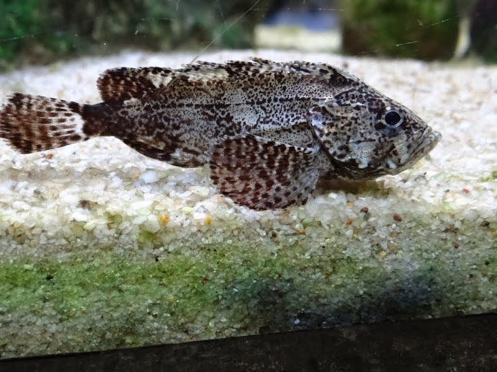 Vespicula depressifrons