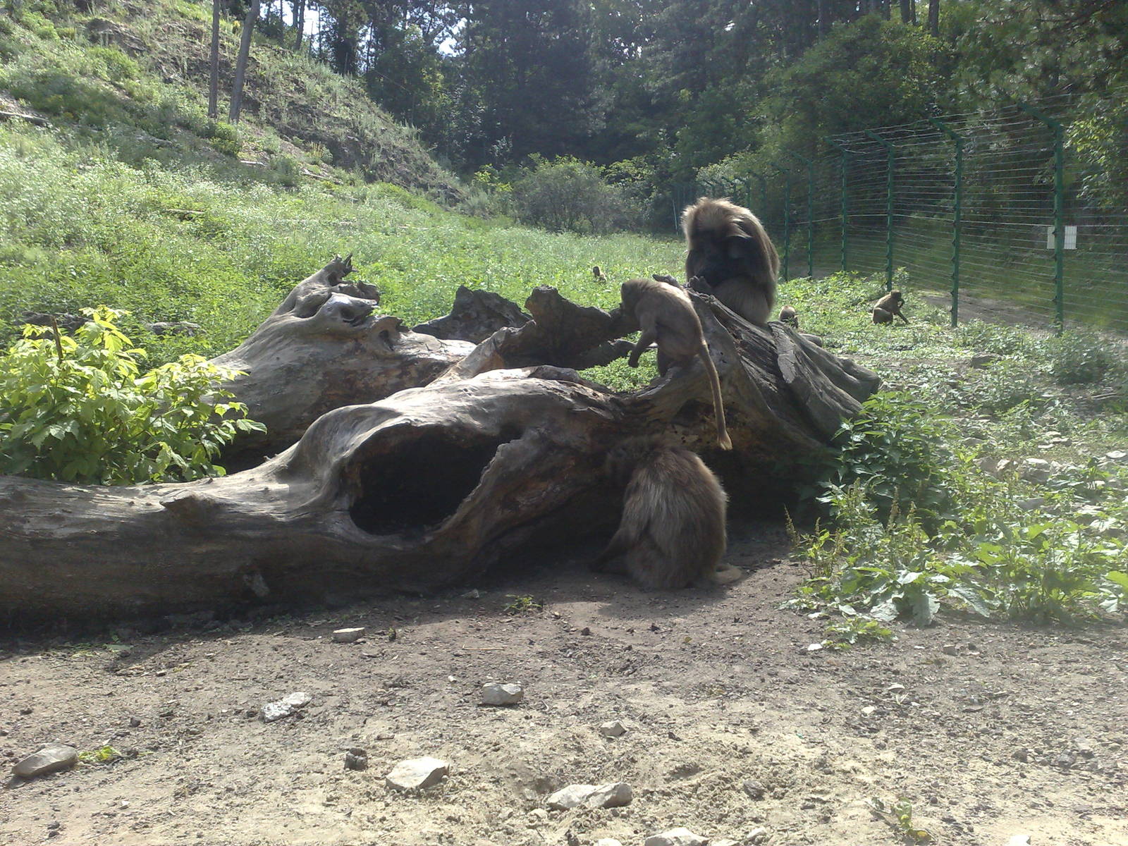 Veszprem Zoo - 2009 Gelada