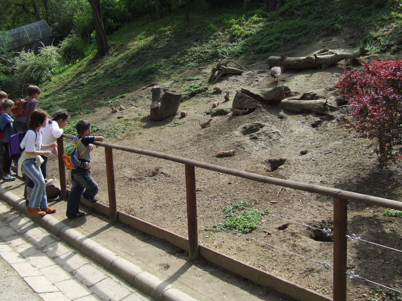 Veszprem Zoo, Prairie Dog exhibit