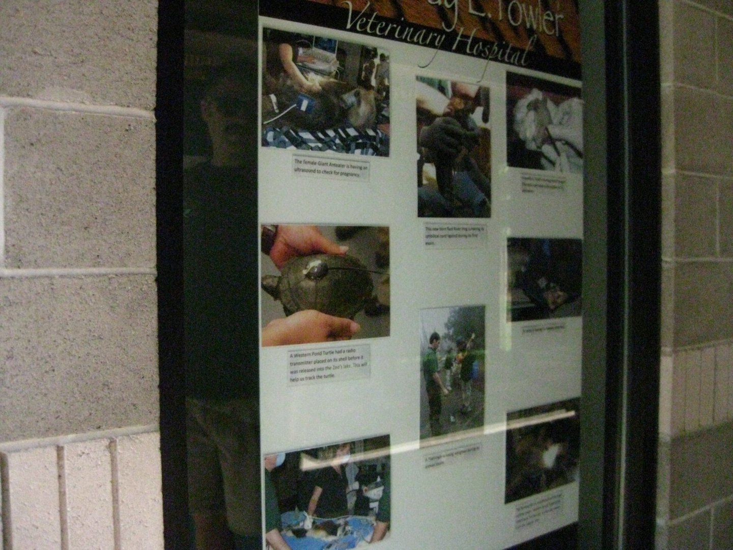 Vet Hospital Signage