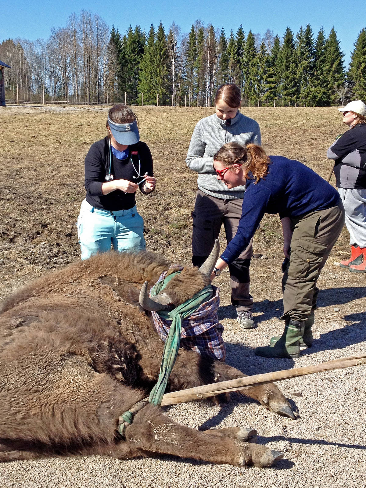 Veterinarians from Norway and USA