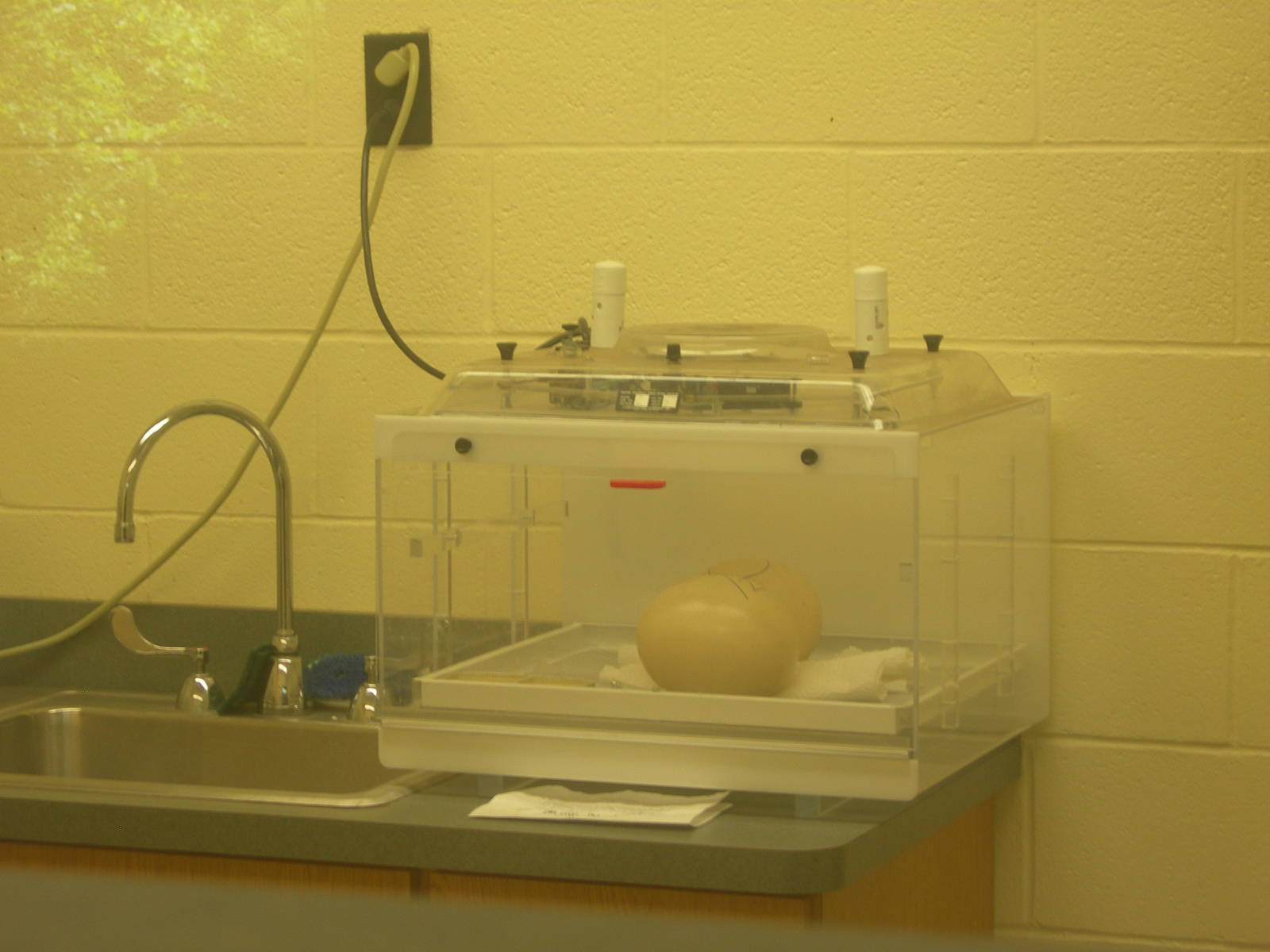 Veterinary Care Building with 2 Ostrich Eggs