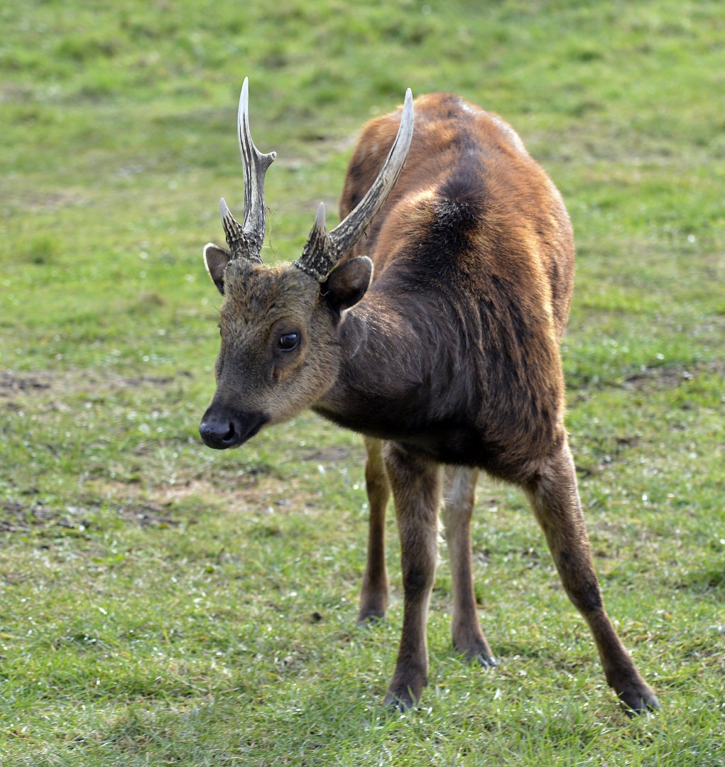 Viasyan Spotted Deer (Rusa alfredi).