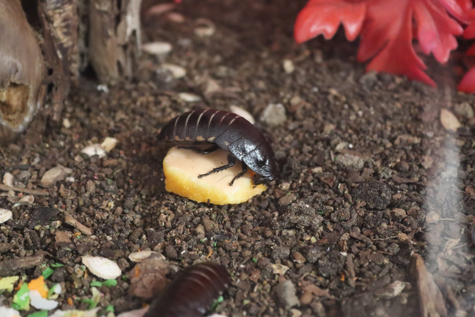 Vibrant hisser (Princisia vanwaerebeki) BugParc, 08/2024