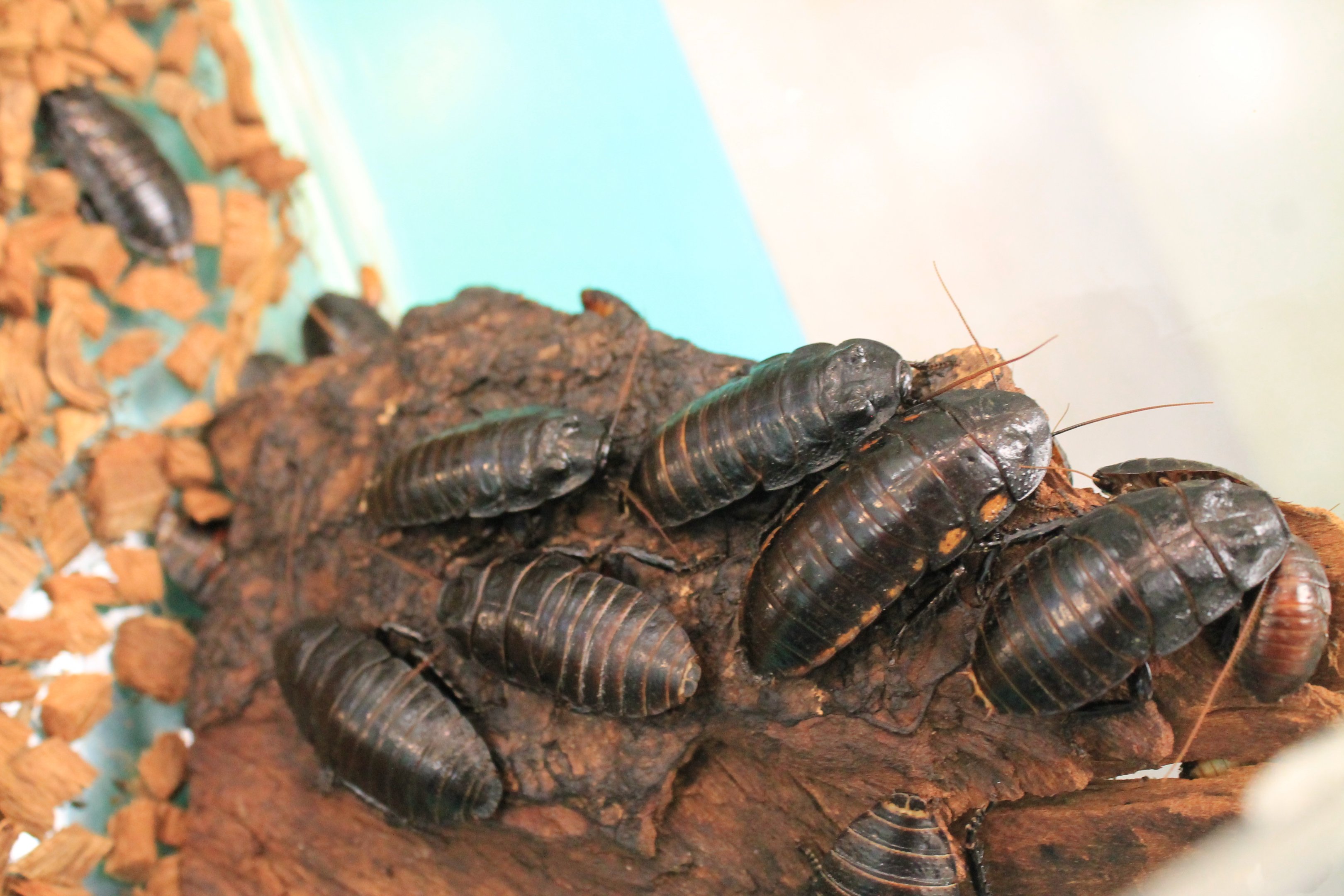 Vibrant Hissing Cockroach (Princisia vanwaerebeki)
