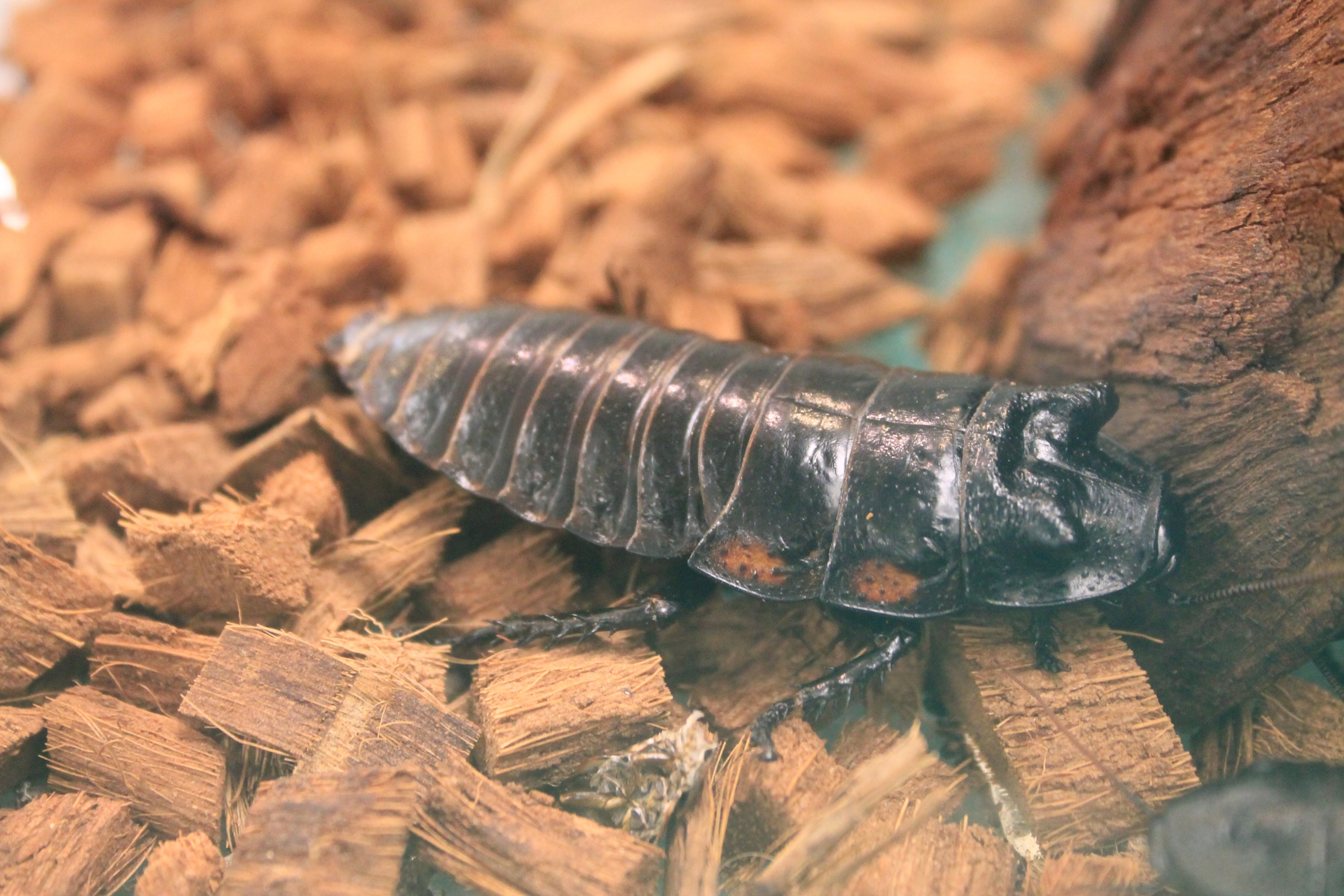 Vibrant Hissing Cockroach (Princisia vanwaerebeki)