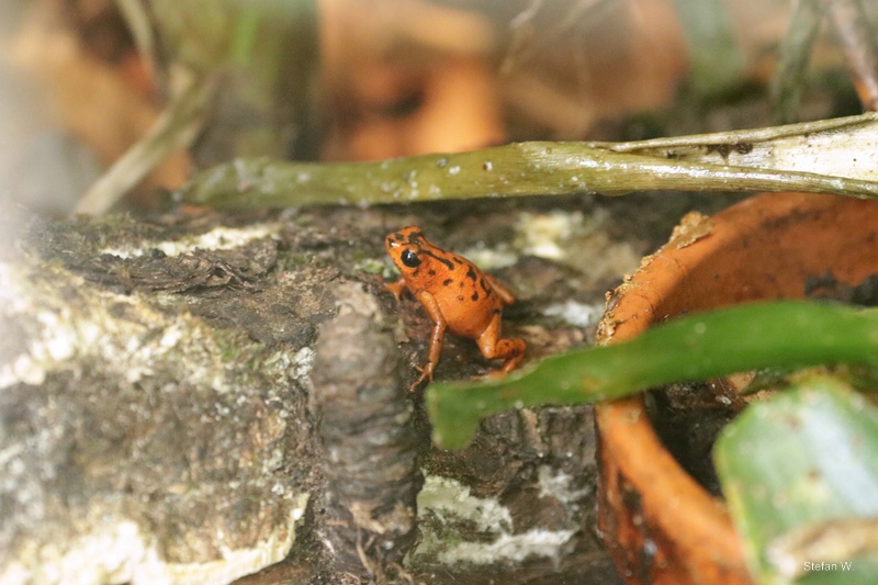 Vicente's poison frog (Oophaga vicentei)