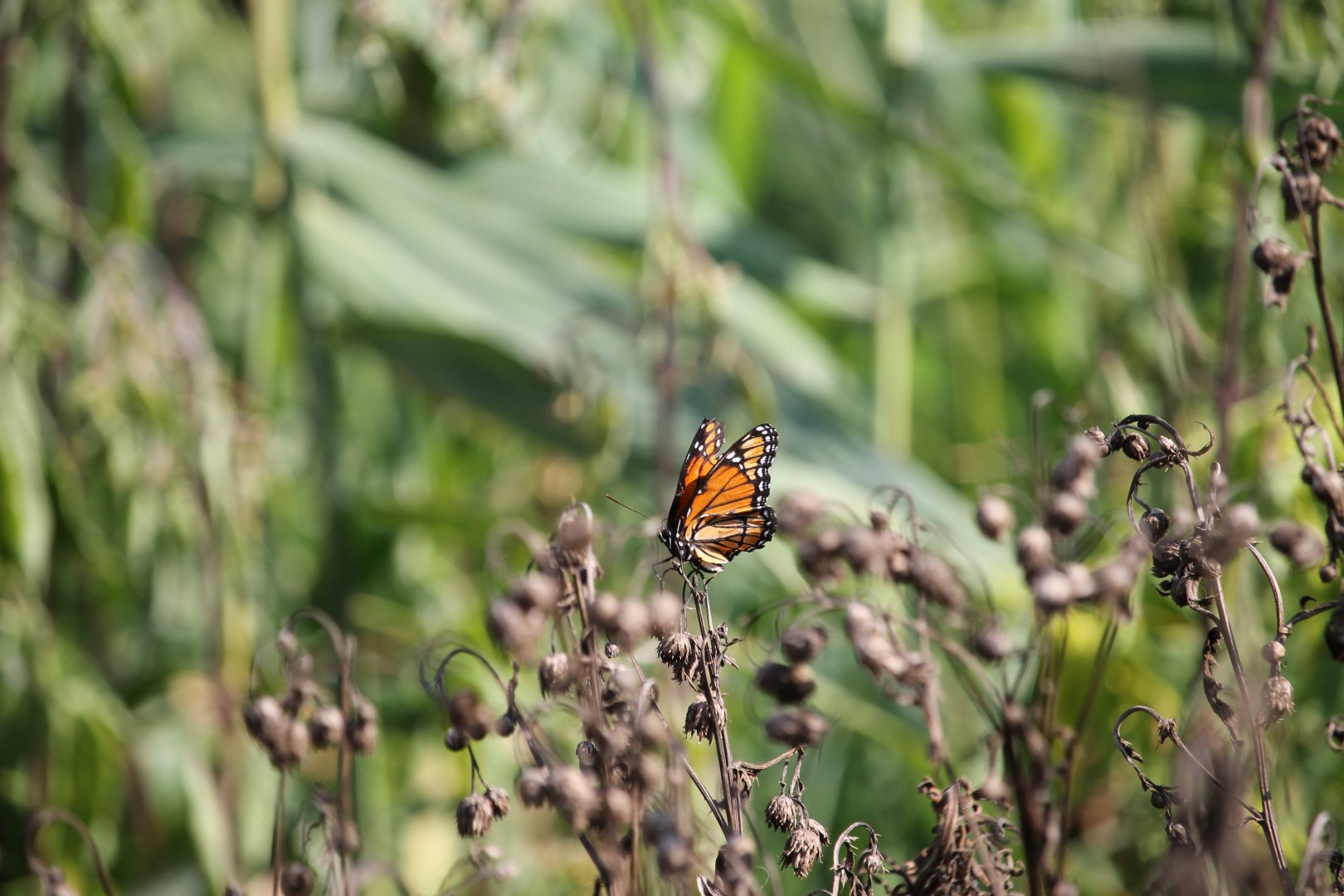 Viceroy butterfly (Limenitis archippus)