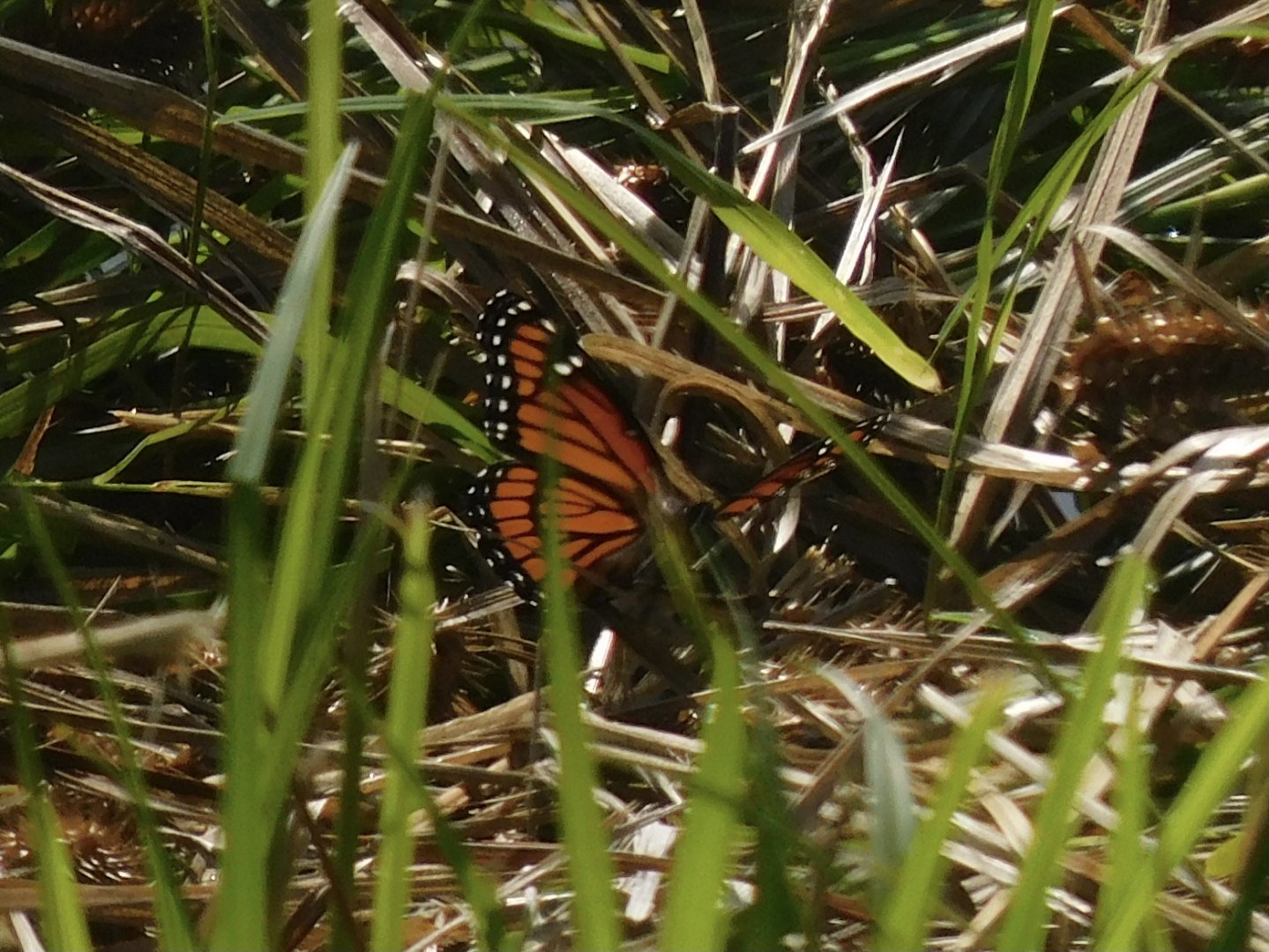 Viceroy butterfly