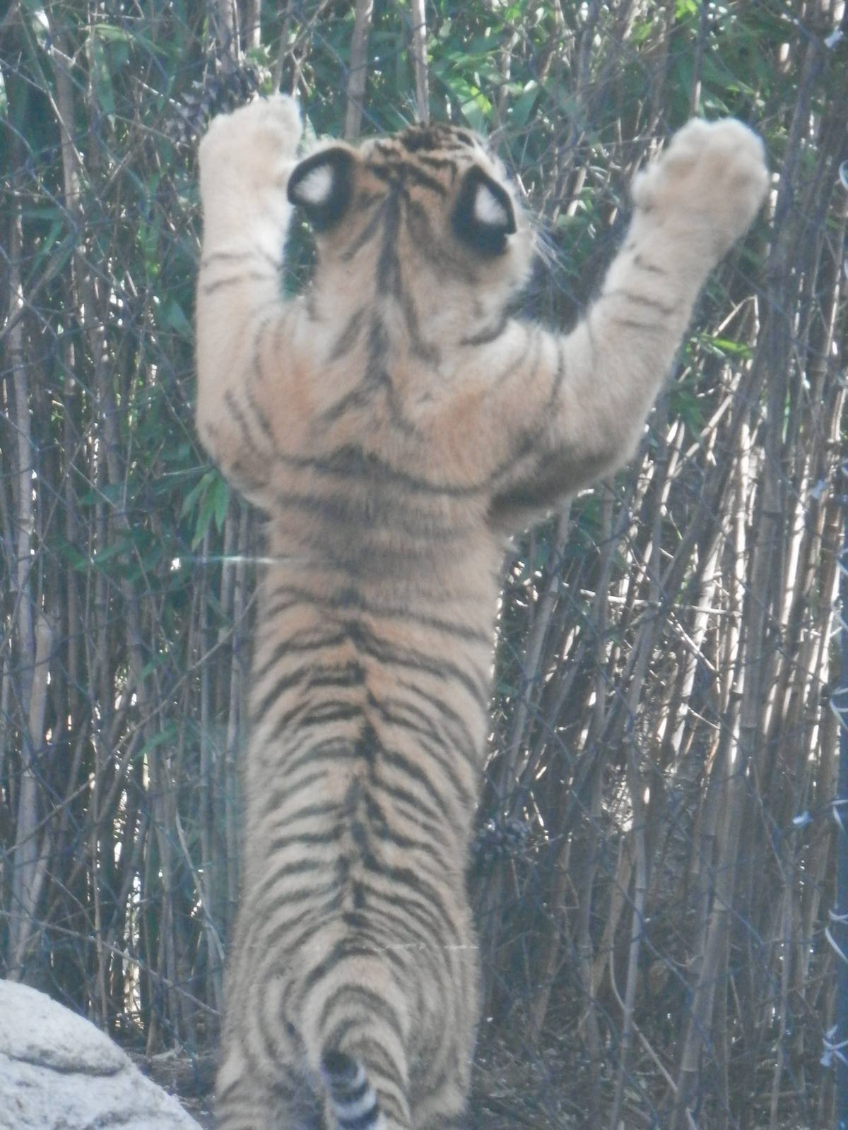 Vicktor trying to climb the fence (rotate photo)