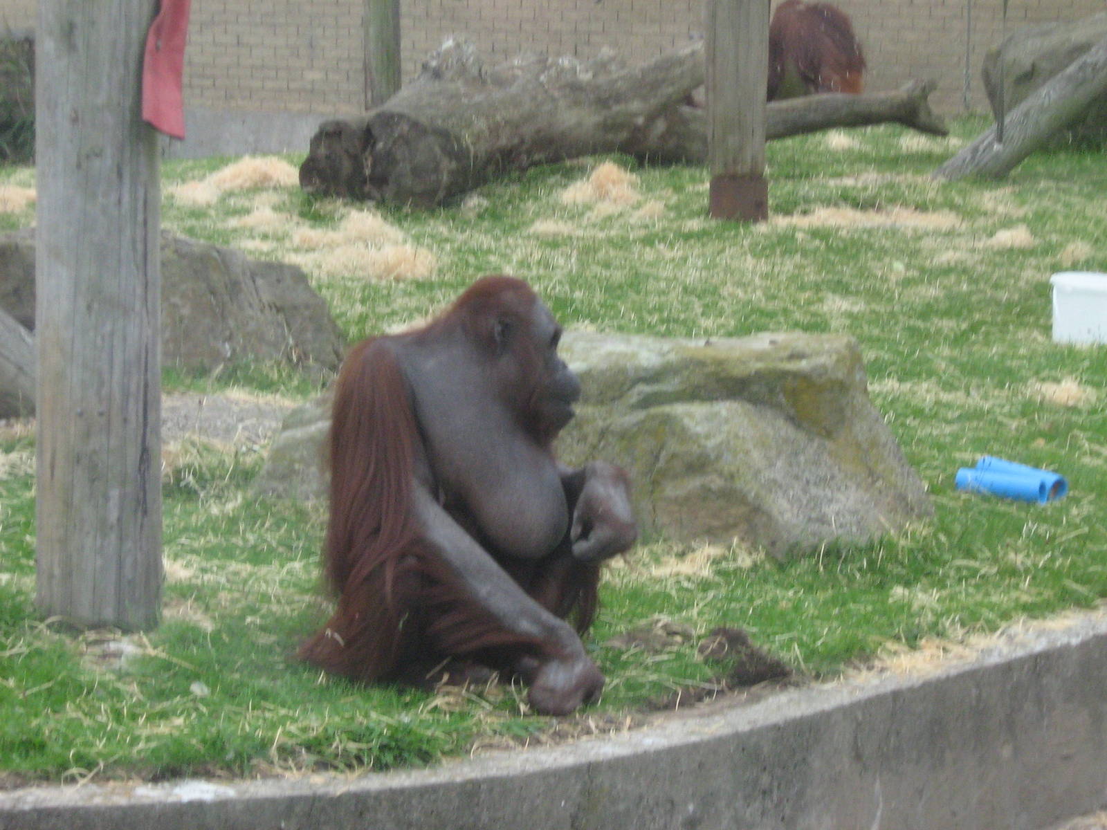 vicky female bornean orangutan