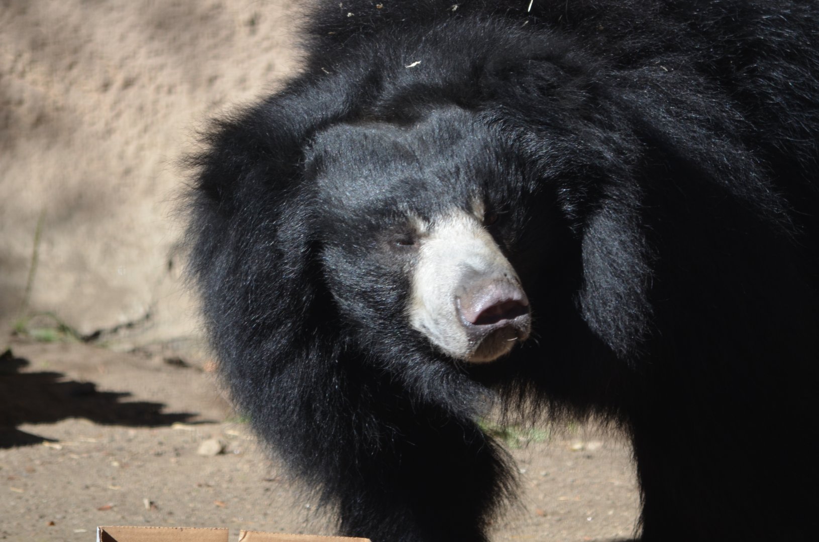 Vicky - Sloth Bear